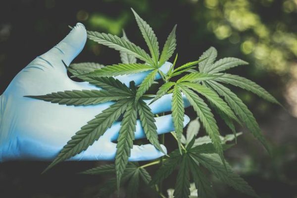 CBD pour les Seniors : Améliorer la Qualité de Vie
